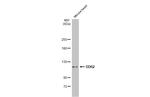 DDR2 Antibody in Western Blot (WB)