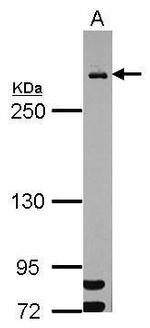 MDC1 Antibody in Western Blot (WB)