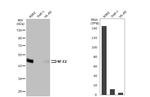 NFE2 Antibody in Western Blot (WB)