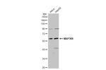 TPL2 Antibody in Western Blot (WB)