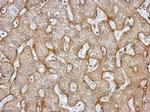 TNFR1 Antibody in Immunohistochemistry (Paraffin) (IHC (P))