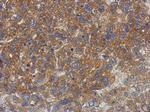 GS2 Polyclonal Antibody