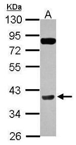 Cyclin H Antibody in Western Blot (WB)