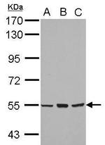 CYP4B1 Polyclonal Antibody