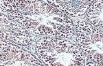 BRPF1 Polyclonal Antibody