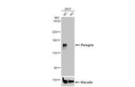BRPF1 Antibody in Western Blot (WB)