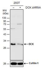 DCK Antibody in Western Blot (WB)