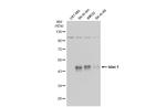 ISL1 Antibody in Western Blot (WB)