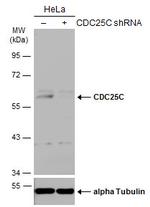 Cdc25C Antibody in Western Blot (WB)