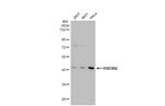 HSD3B2 Antibody in Western Blot (WB)