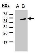 Cytohesin 1 Polyclonal Antibody