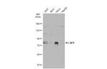 AF9 Antibody in Western Blot (WB)