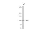 XPC Antibody in Western Blot (WB)
