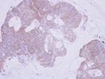PTER Antibody in Immunohistochemistry (Paraffin) (IHC (P))