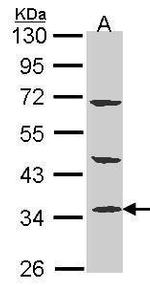 PTER Antibody in Western Blot (WB)
