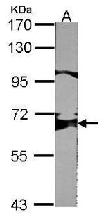 SHP-1 Antibody in Western Blot (WB)
