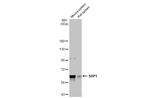 SHP-1 Antibody in Western Blot (WB)
