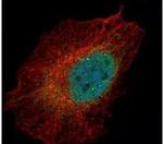PKC lambda/iota Antibody in Immunocytochemistry (ICC/IF)