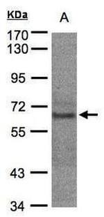 PKC lambda/iota Antibody in Western Blot (WB)