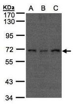 APC6 Polyclonal Antibody