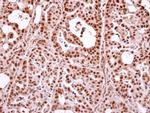 Nuclear Matrix Protein p84 Antibody in Immunohistochemistry (Paraffin) (IHC (P))