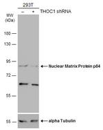 Nuclear Matrix Protein p84 Antibody in Western Blot (WB)