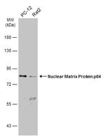 Nuclear Matrix Protein p84 Antibody in Western Blot (WB)