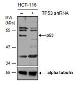 p53 Antibody in Western Blot (WB)