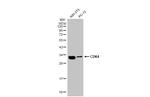 CDK4 Antibody in Western Blot (WB)