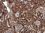 SERPINH1 Antibody in Immunohistochemistry (Paraffin) (IHC (P))