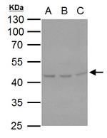SERPINH1 Antibody in Western Blot (WB)