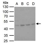 SERPINH1 Antibody in Western Blot (WB)