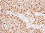 NNT Antibody in Immunohistochemistry (Paraffin) (IHC (P))