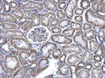 NNT Antibody in Immunohistochemistry (Paraffin) (IHC (P))