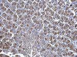 NNT Antibody in Immunohistochemistry (Paraffin) (IHC (P))