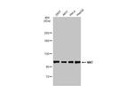 NNT Antibody in Western Blot (WB)