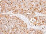 NNT Antibody in Immunohistochemistry (Paraffin) (IHC (P))