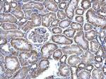 NNT Antibody in Immunohistochemistry (Paraffin) (IHC (P))
