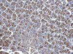 NNT Antibody in Immunohistochemistry (Paraffin) (IHC (P))