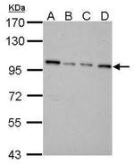 NNT Antibody in Western Blot (WB)