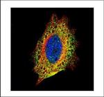 STIP1 Polyclonal Antibody