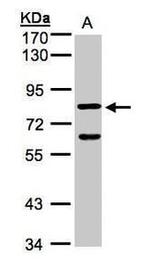 Cyclin F Antibody in Western Blot (WB)