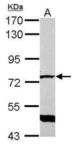 GLMN Antibody in Western Blot (WB)