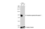IFNGR1 Antibody in Western Blot (WB)