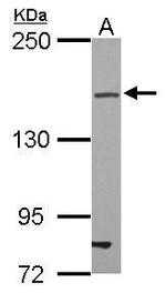 ZO-2 Polyclonal Antibody