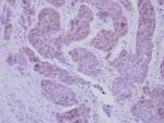 USP18 Antibody in Immunohistochemistry (Paraffin) (IHC (P))