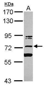 KIAA0020 Polyclonal Antibody