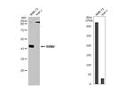 RRM2 Antibody in Western Blot (WB)