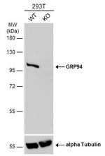 GRP94 Antibody in Western Blot (WB)