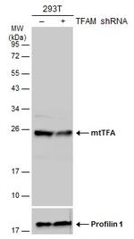 TFAM Antibody in Western Blot (WB)